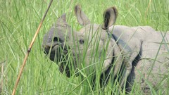 Rhinoceros unicornis