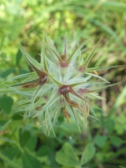 Trifolium stellatum