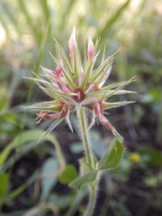 Trifolium stellatum