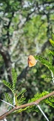 Chrysoritis chrysaor