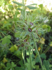 Trifolium stellatum