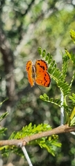 Chrysoritis chrysaor