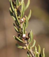 Agathosma microcarpa