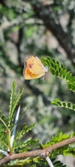 Chrysoritis chrysaor