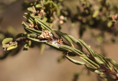 Agathosma microcarpa