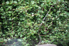 Muehlenbeckia complexa