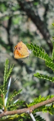 Chrysoritis chrysaor