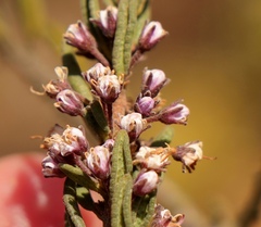 Agathosma microcarpa