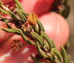 Agathosma microcarpa