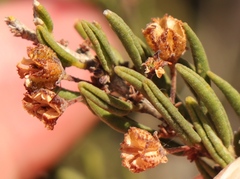 Agathosma microcarpa