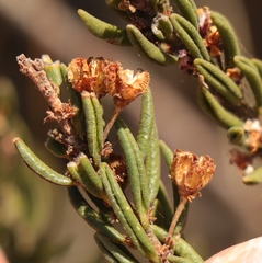 Agathosma microcarpa