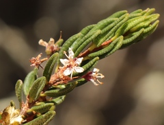 Agathosma microcarpa