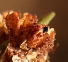 Agathosma microcarpa