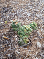 Coryphantha macromeris macromeris