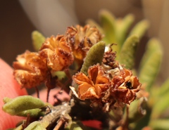 Agathosma microcarpa