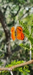 Chrysoritis chrysaor