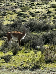 Lama guanicoe