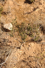 Agathosma microcarpa