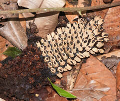 Ombrophytum peruvianum