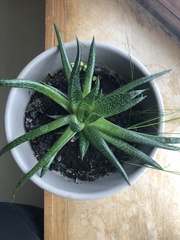 Aristaloe