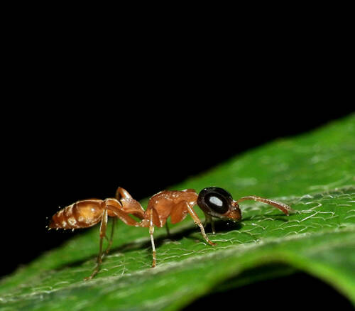 窄结伪切叶蚁Pseudomyrmex tenuis