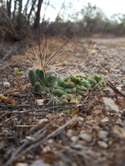 Coryphantha macromeris macromeris