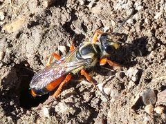 Sphex dorsalis