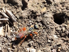 Sphex dorsalis