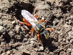 Sphex dorsalis