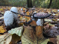 Coprinus comatus
