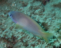 Pomacentrus amboinensis