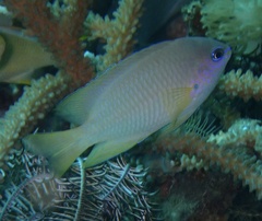 Pomacentrus amboinensis