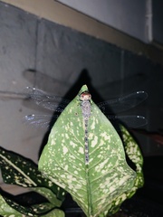 Bradinopyga geminata