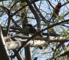 Pitangus sulphuratus