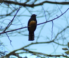 Trogon melanocephalus