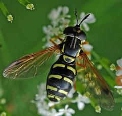 Chrysotoxum festivum