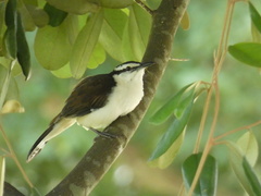 Campylorhynchus griseus