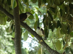 Campylorhynchus griseus