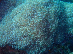 Physogyra lichtensteini