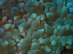 Physogyra lichtensteini