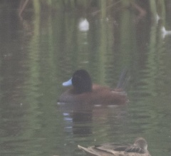 Oxyura ferruginea