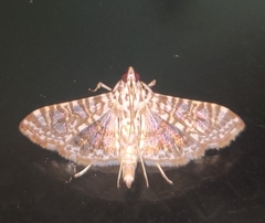 Glyphodes onychinalis