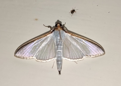 Cydalima laticostalis