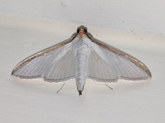 Cydalima laticostalis