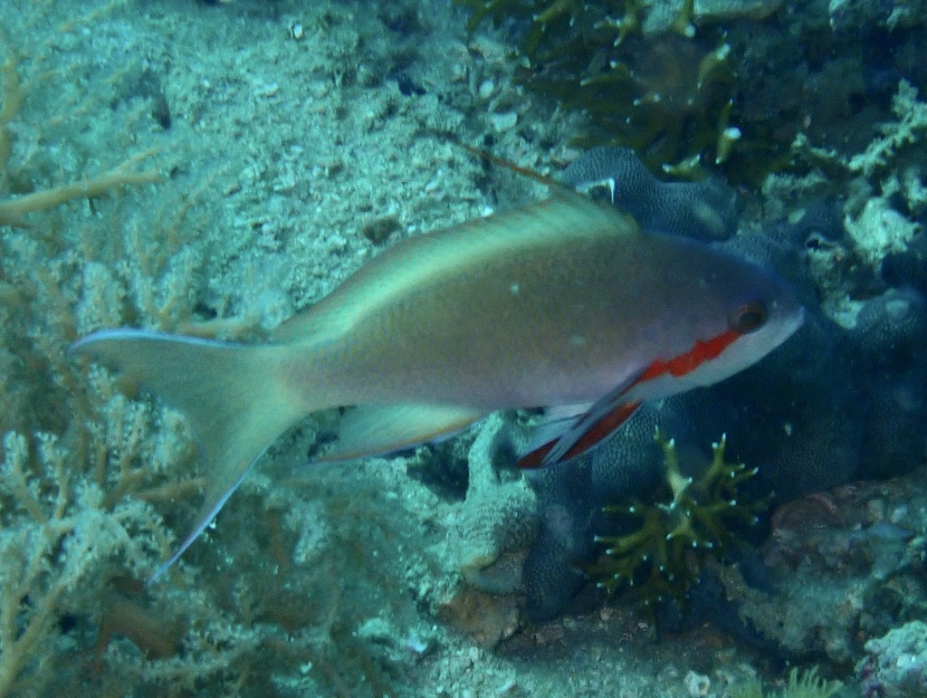 Hucht's fairy basslet