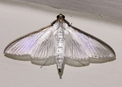 Cydalima laticostalis