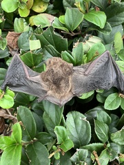 Myotis austroriparius