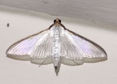 Cydalima laticostalis