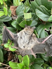 Myotis austroriparius