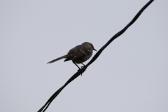 Mimus longicaudatus